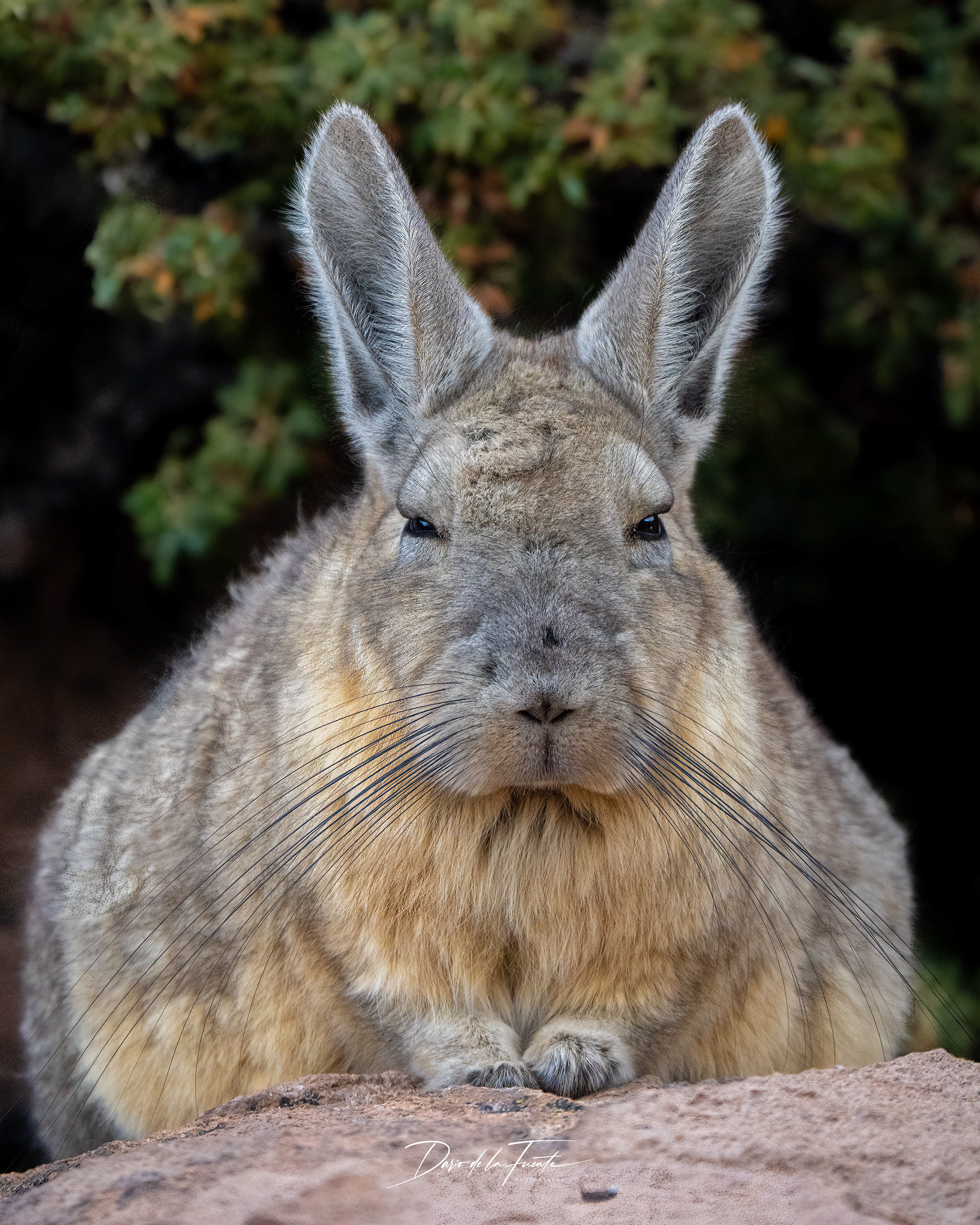 Vizcacha 5 - Parque Nacional Lauca
