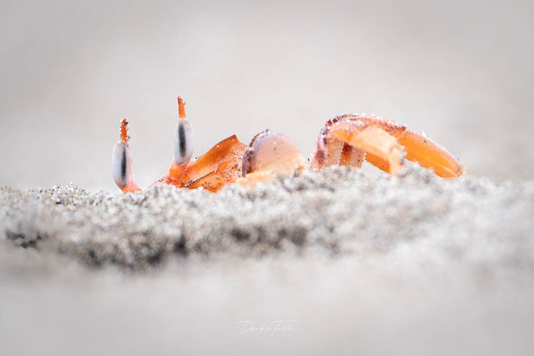 Cangrejo fantasma 6
