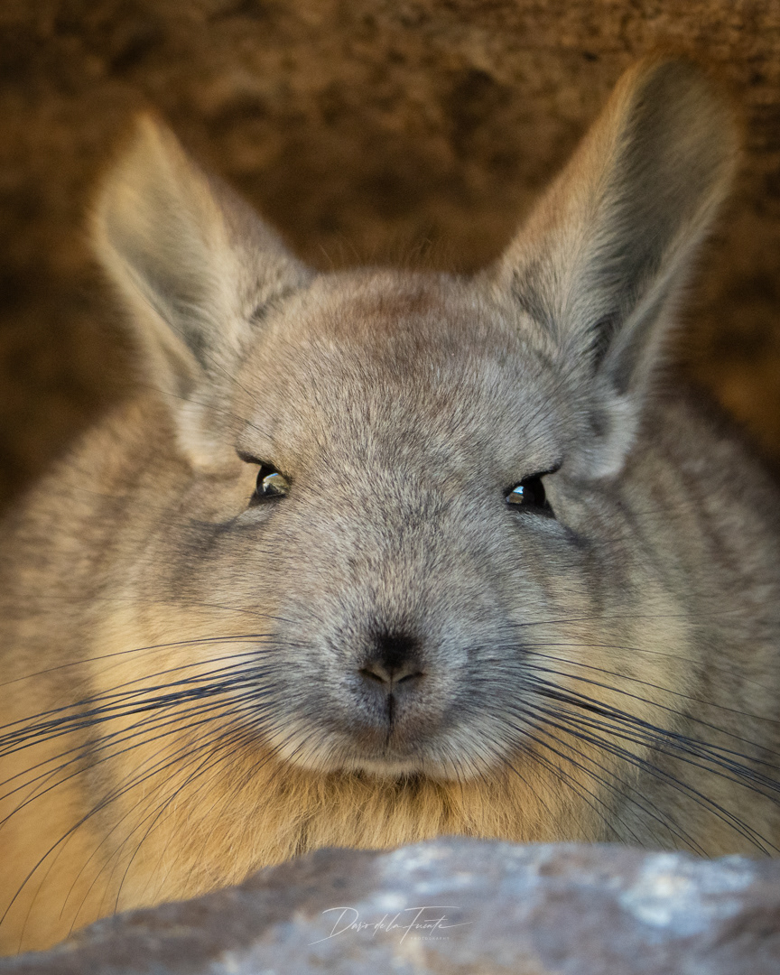 Vizcacha 4 - Parque Nacional Lauca