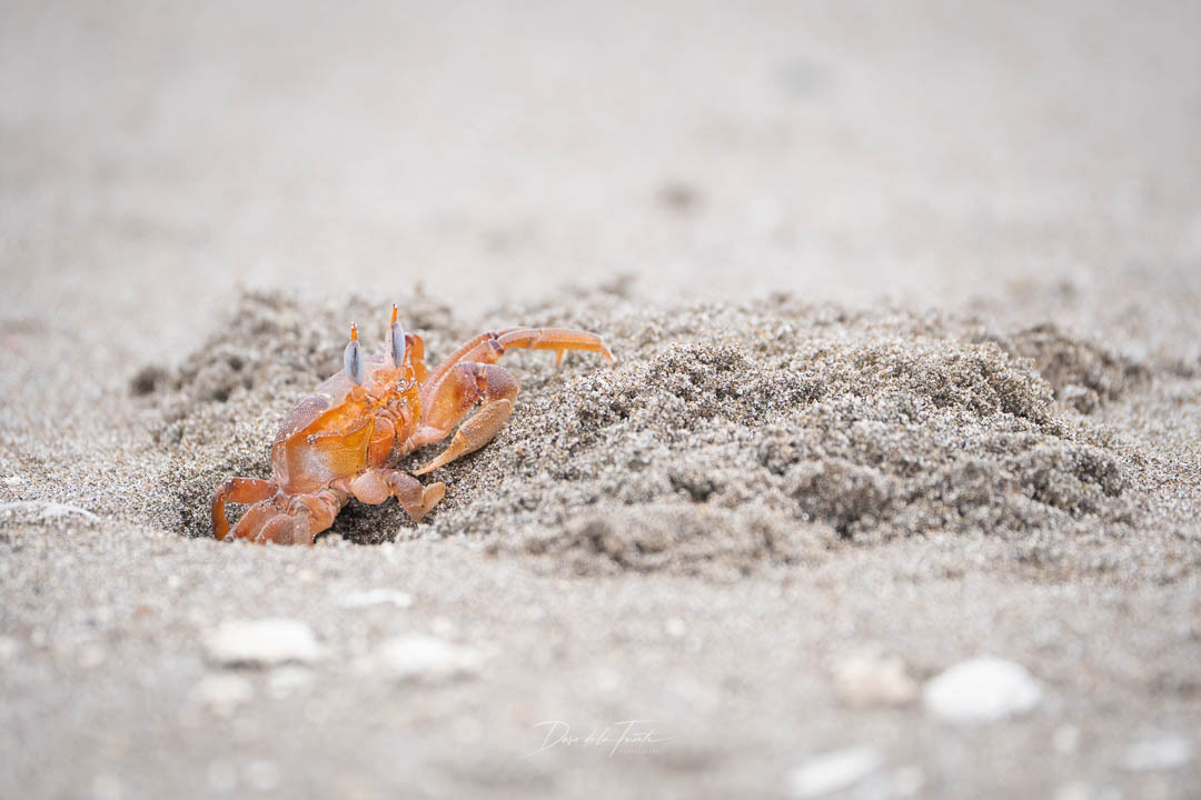 Cangrejo fantasma 4