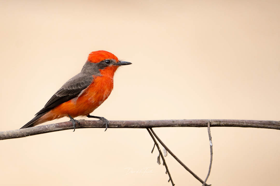 Saca-tu-real 3 - Molinos