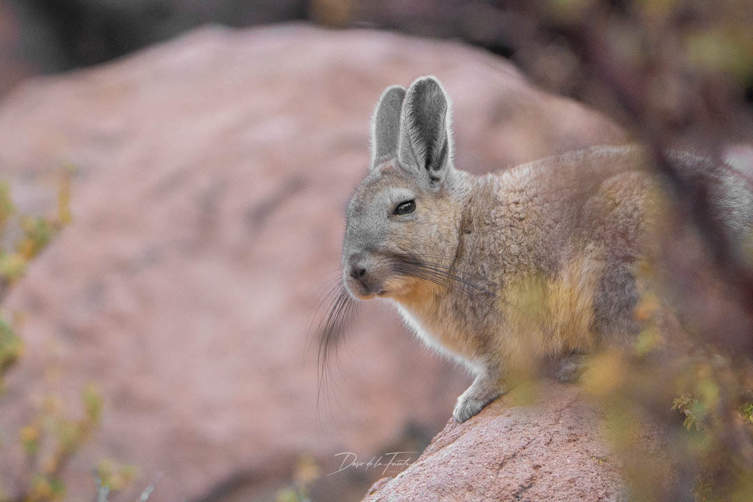 Vizcacha 3 - Parque Nacional Lauca