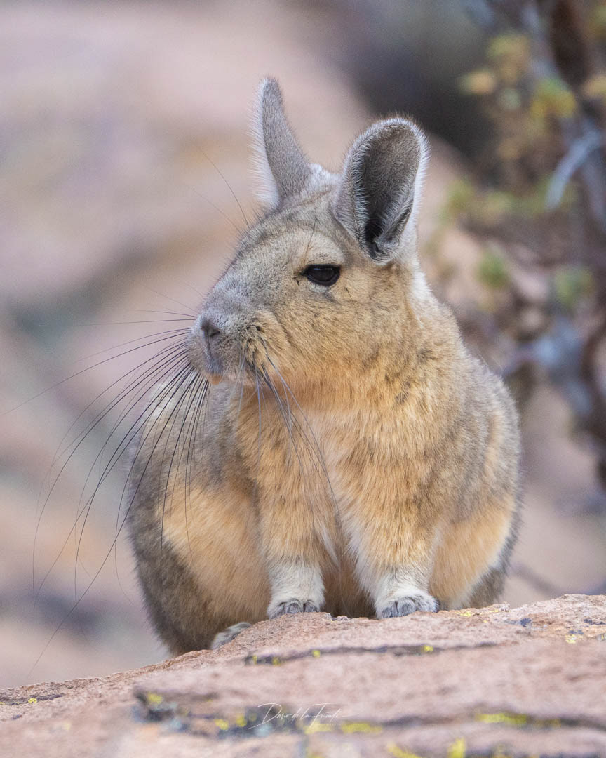 Vizcacha 2 - Parque Nacional Lauca