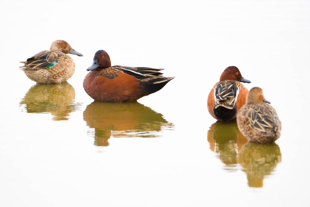 Patos colorados en blanco