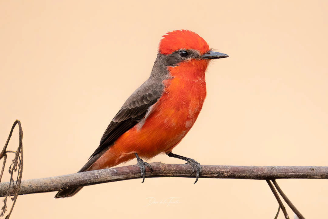 Saca-tu-real 2 - Molinos