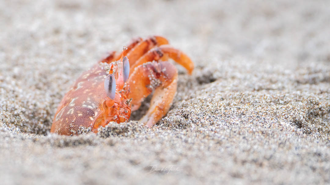 Cangrejo fantasma 1