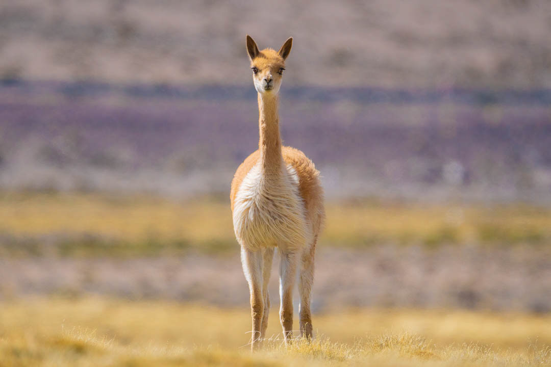 Vicuña