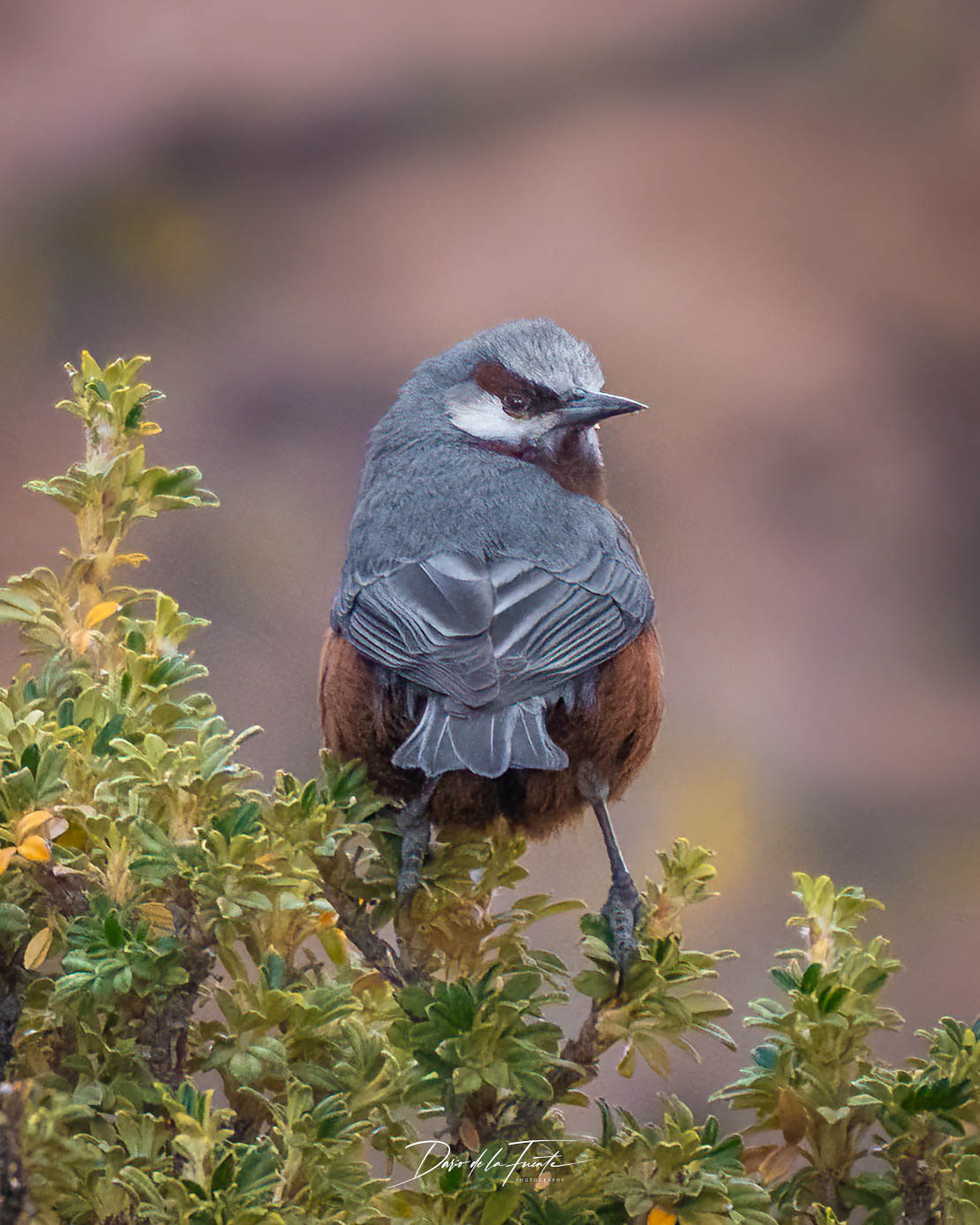 Comesebo Gigante - Parque nacional Lauca