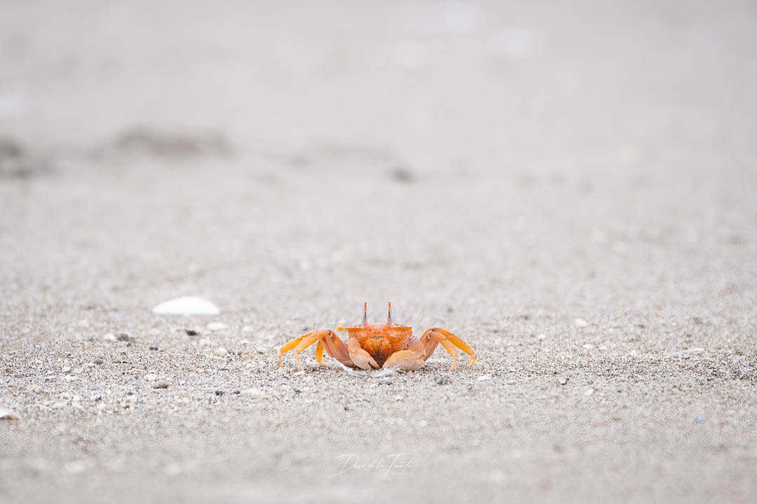 Cangrejo fantasma 6