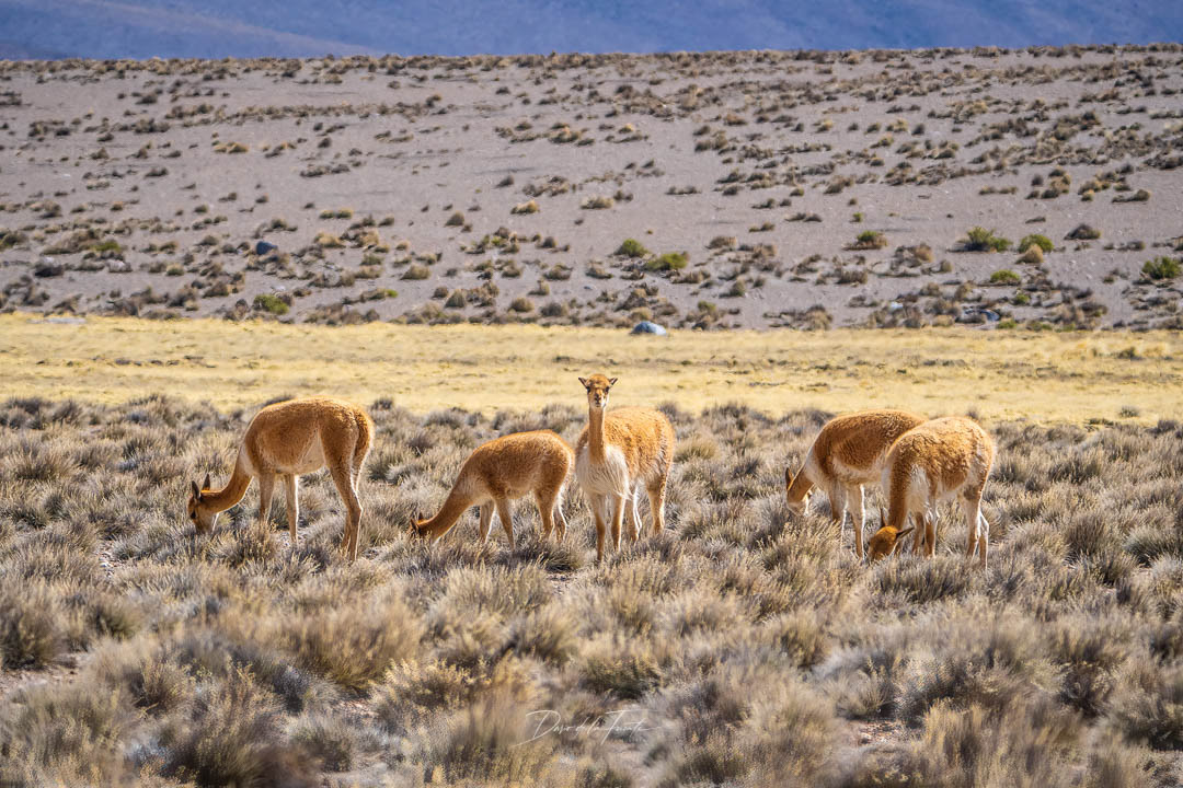 Vicuñas 2