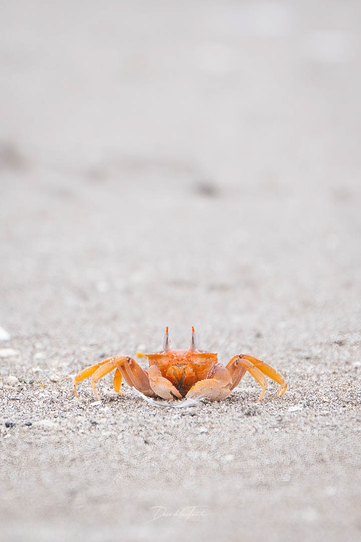 Cangrejo fantasma 7