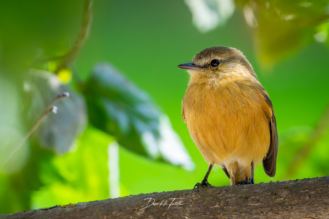 Cazamoscas picochato - Museo Arqueológico de Azapa
