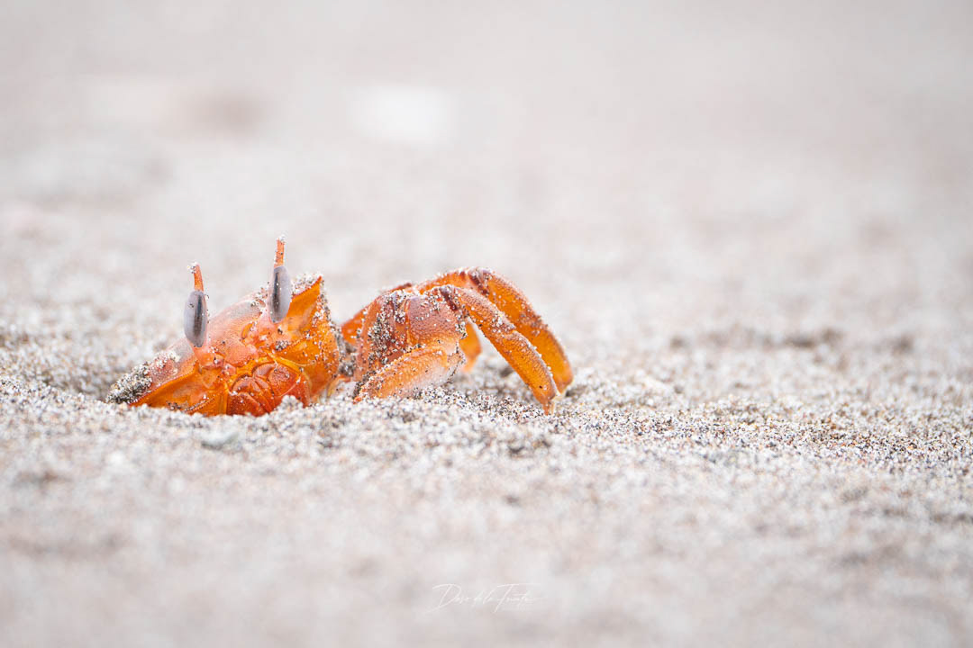 Cangrejo fantasma 5