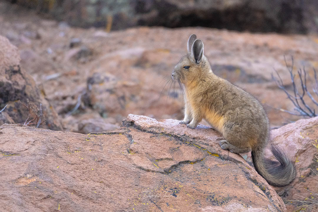 Vizcacha 1 - Parque Nacional Lauca