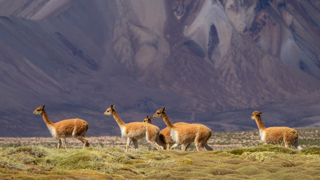 Vicuñas 1