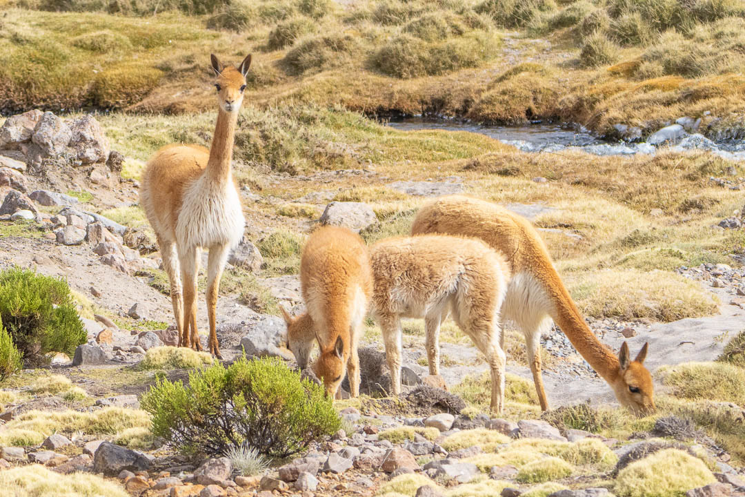 Vicuñas 3