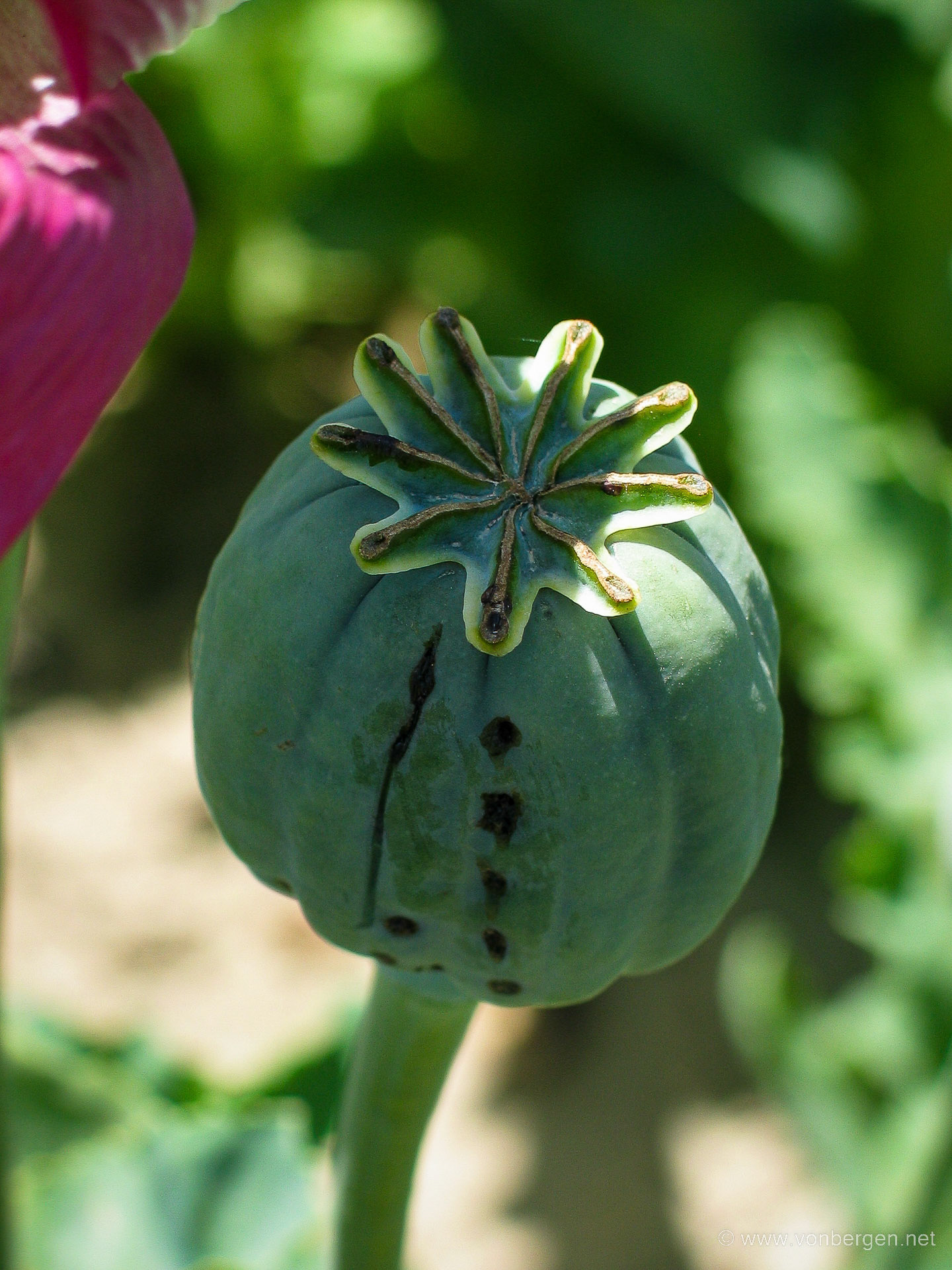 Poppy