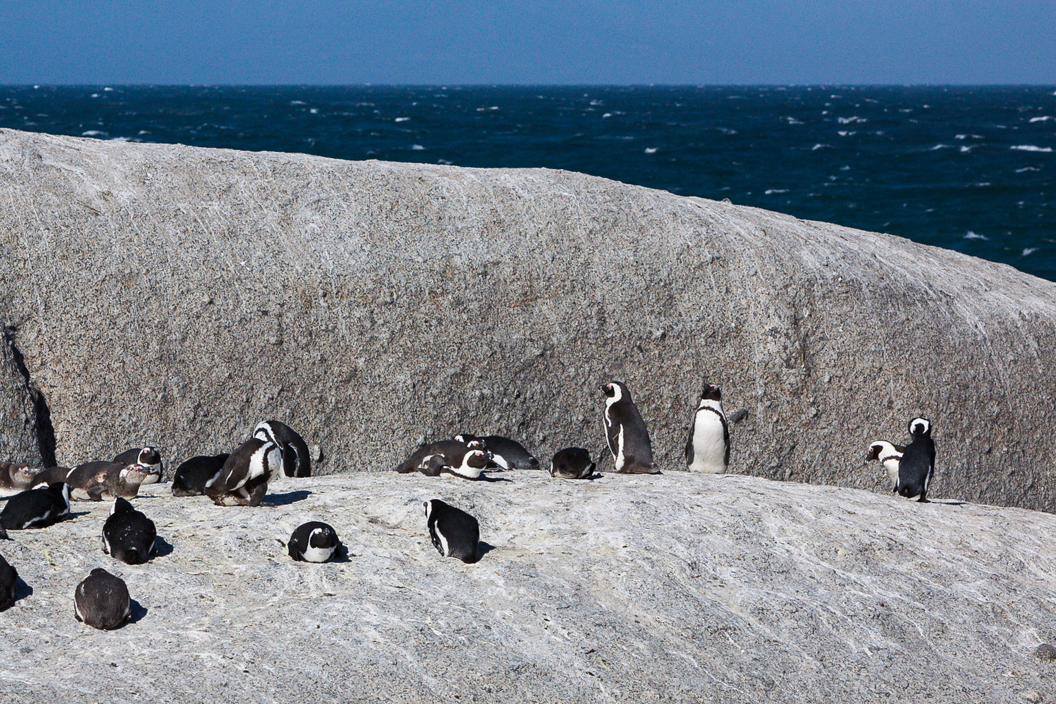 African pinguins
