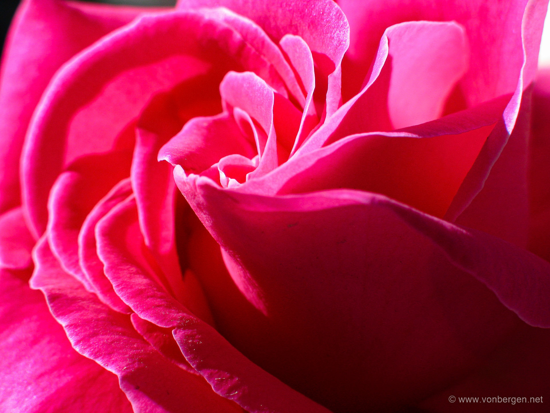 The rose of Kabul