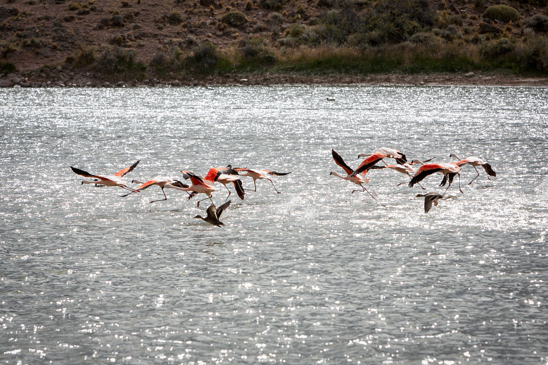 Patagonia, Flamingos