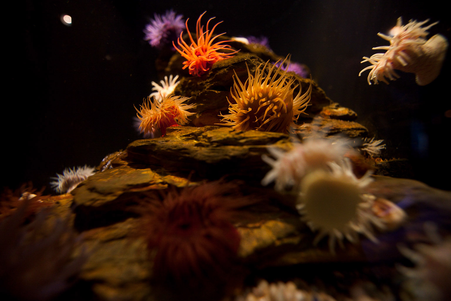 Capetown aquarium