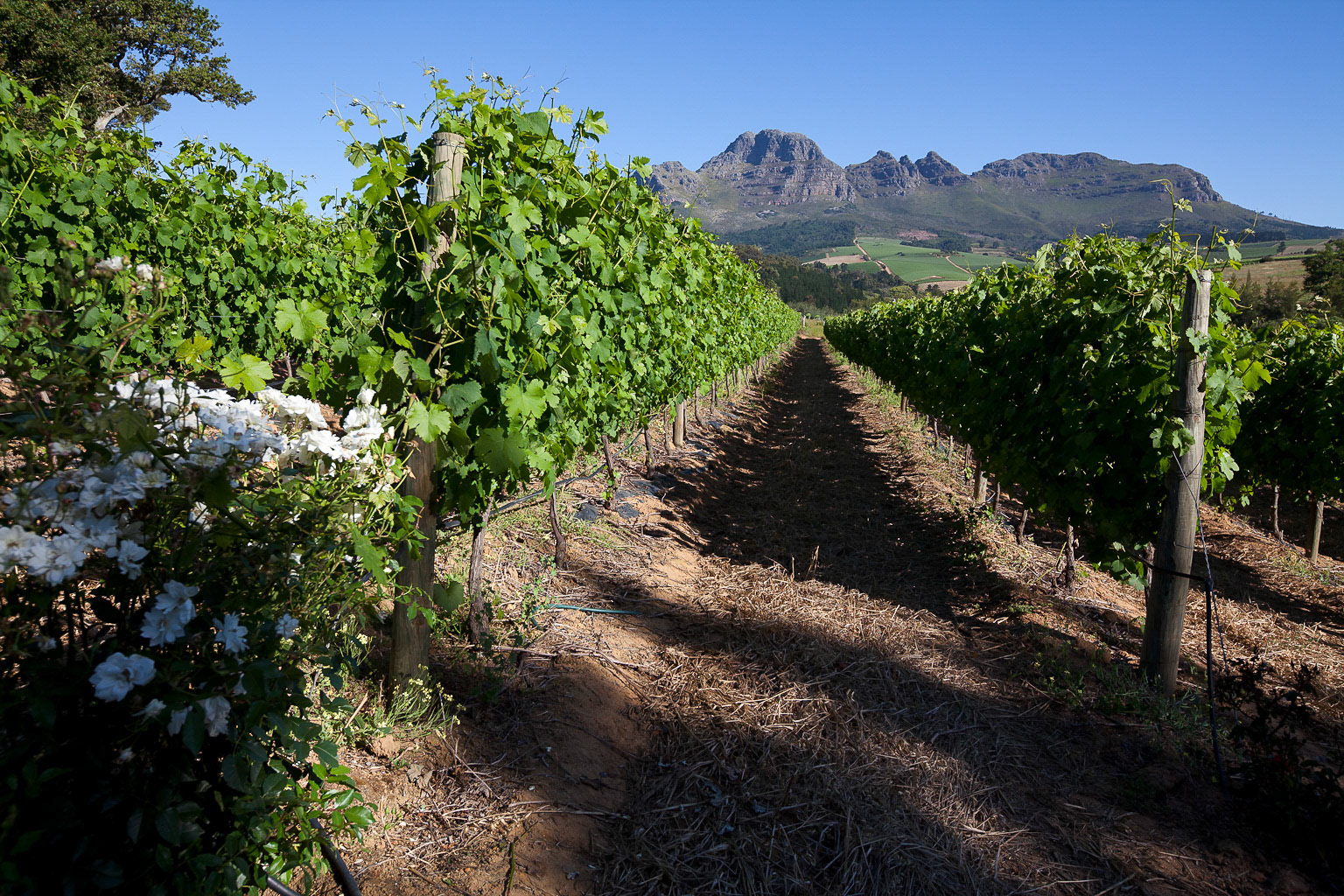 Wine region