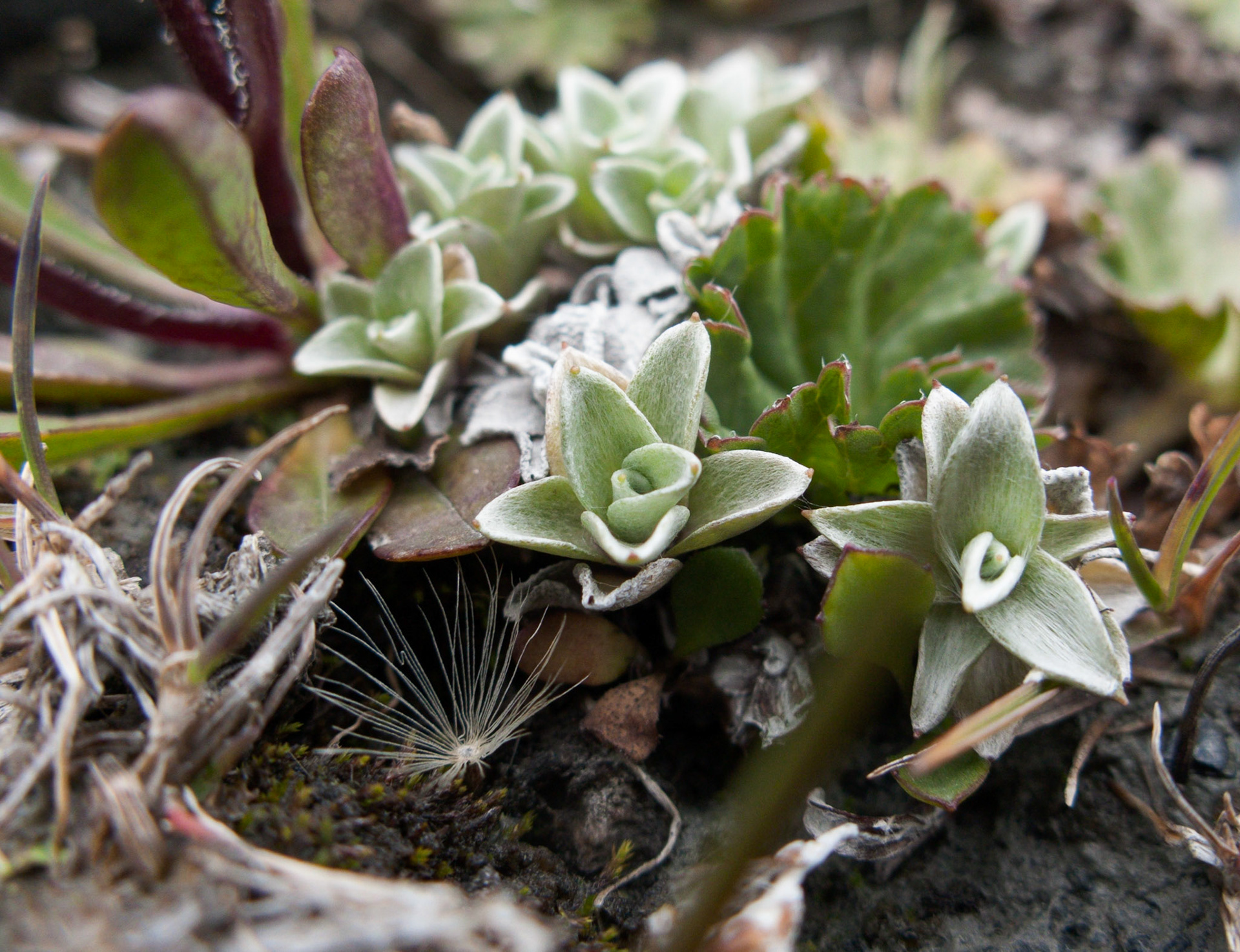 Patagonia, flora