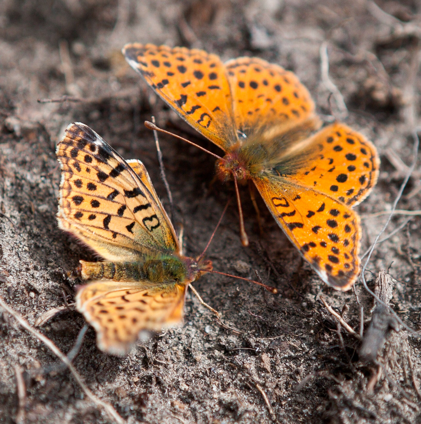 Patagonia, butterflies