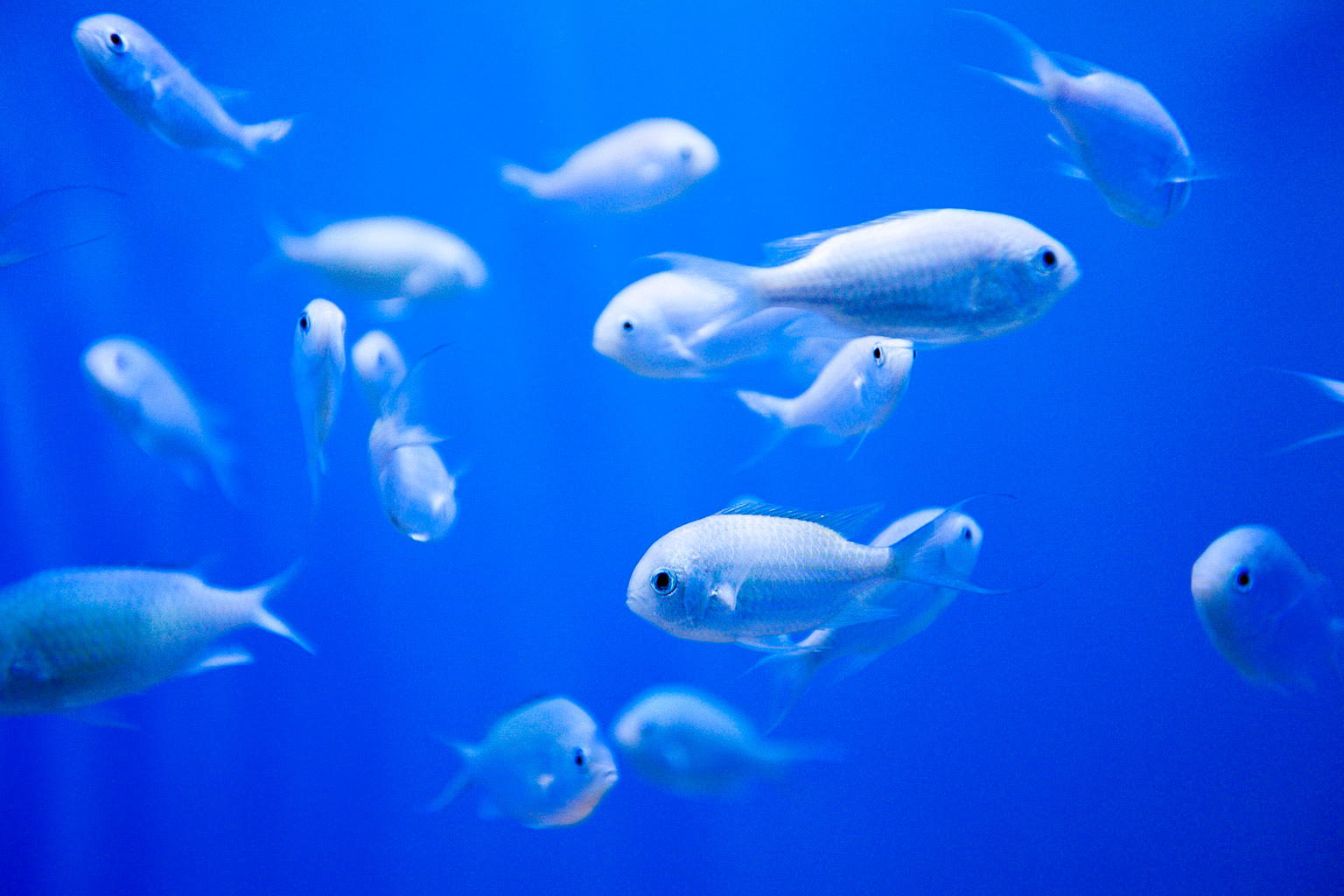 Capetown aquarium