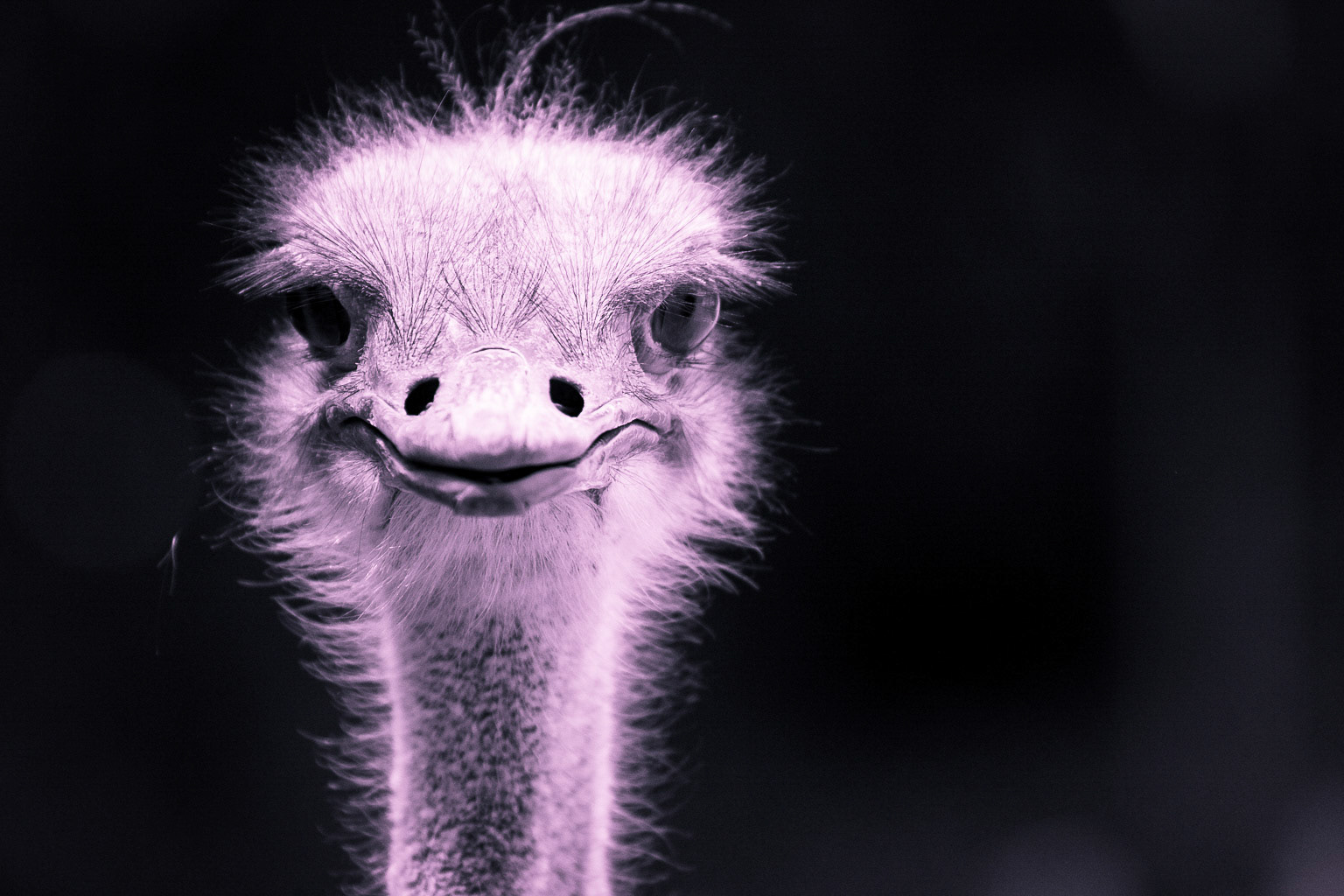Ostrich farm (color edit)