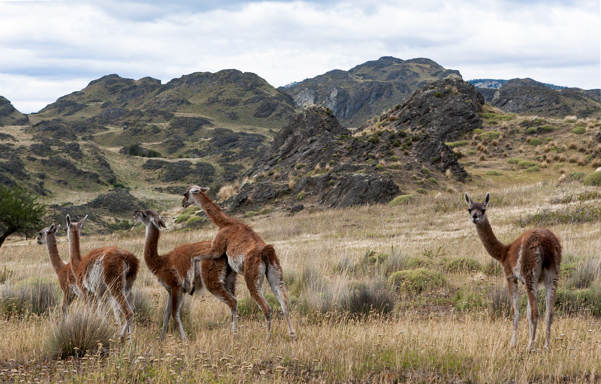 Patagonia