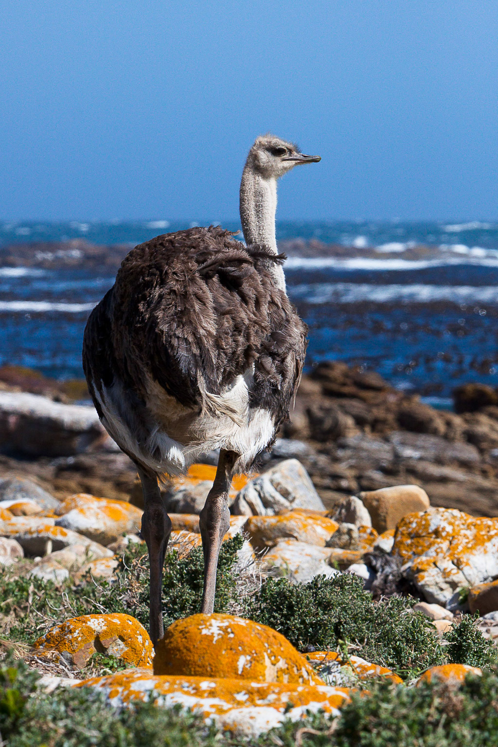 Ostrich out in the wild