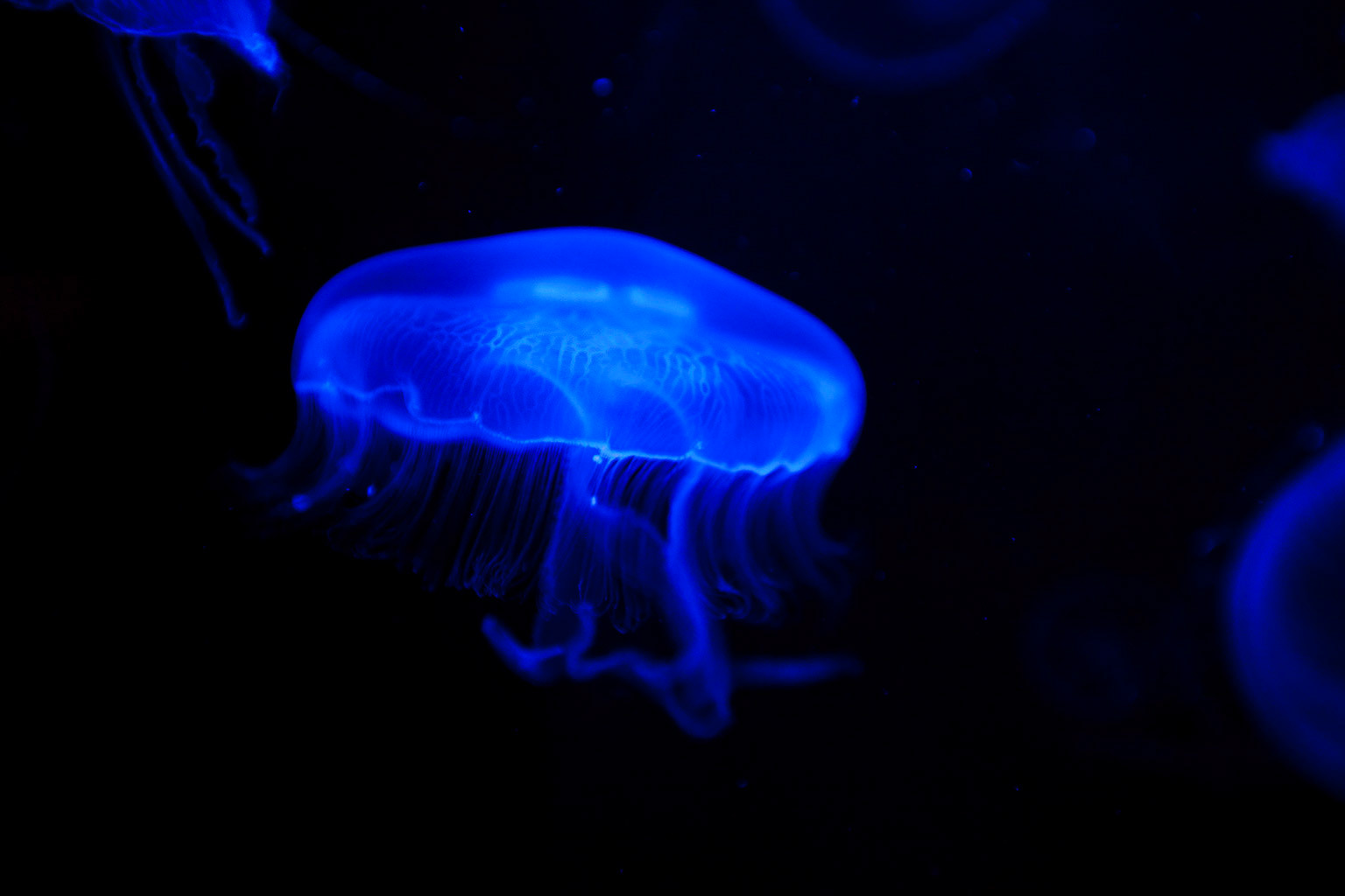 Capetown aquarium