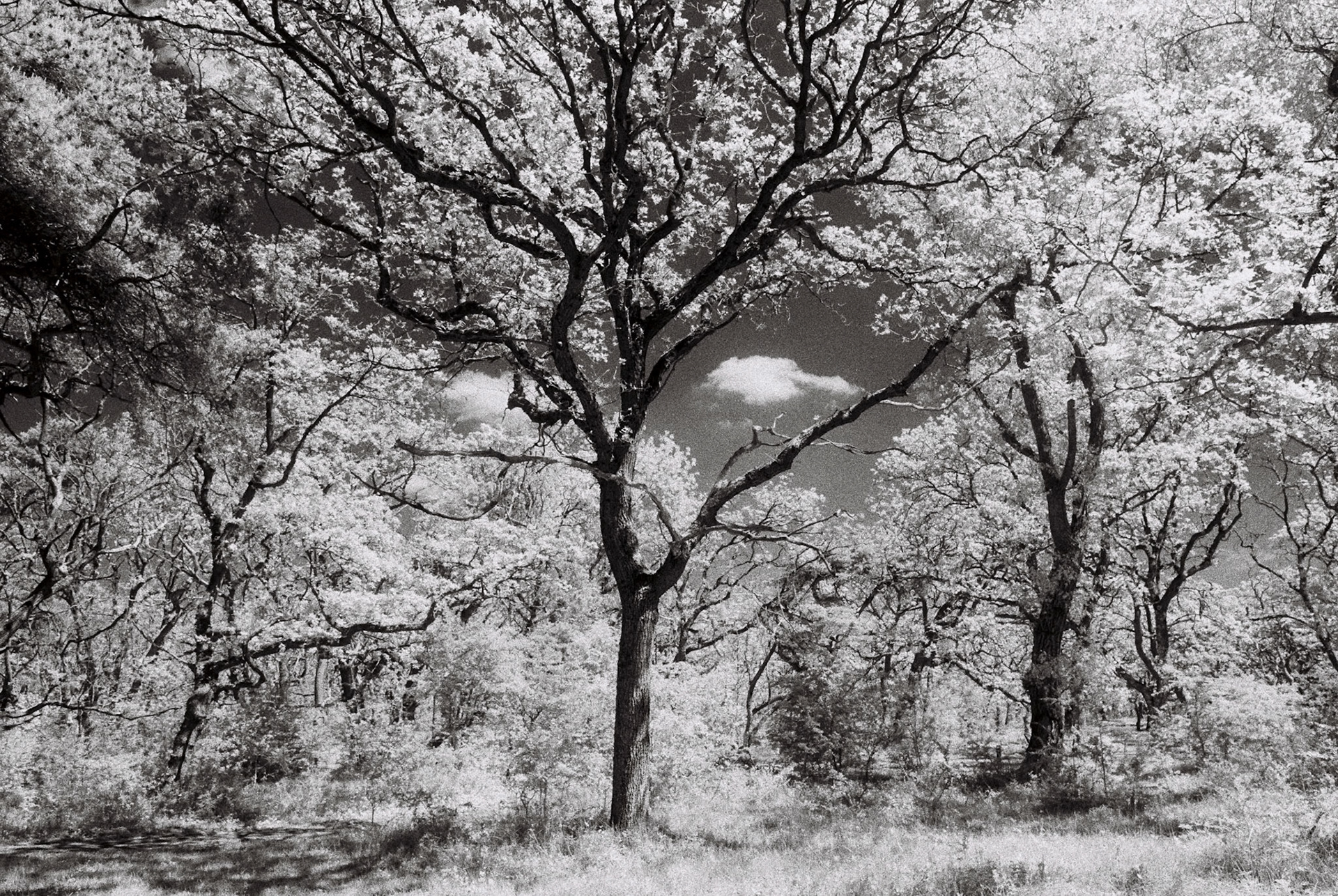 EOS 5 | 25A | 24mm | 1/30@f8 (+1)