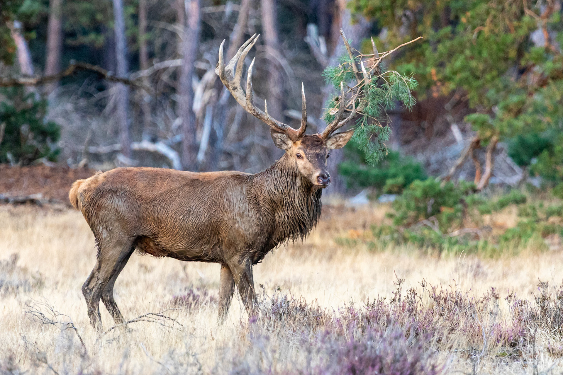 Quiet Stag