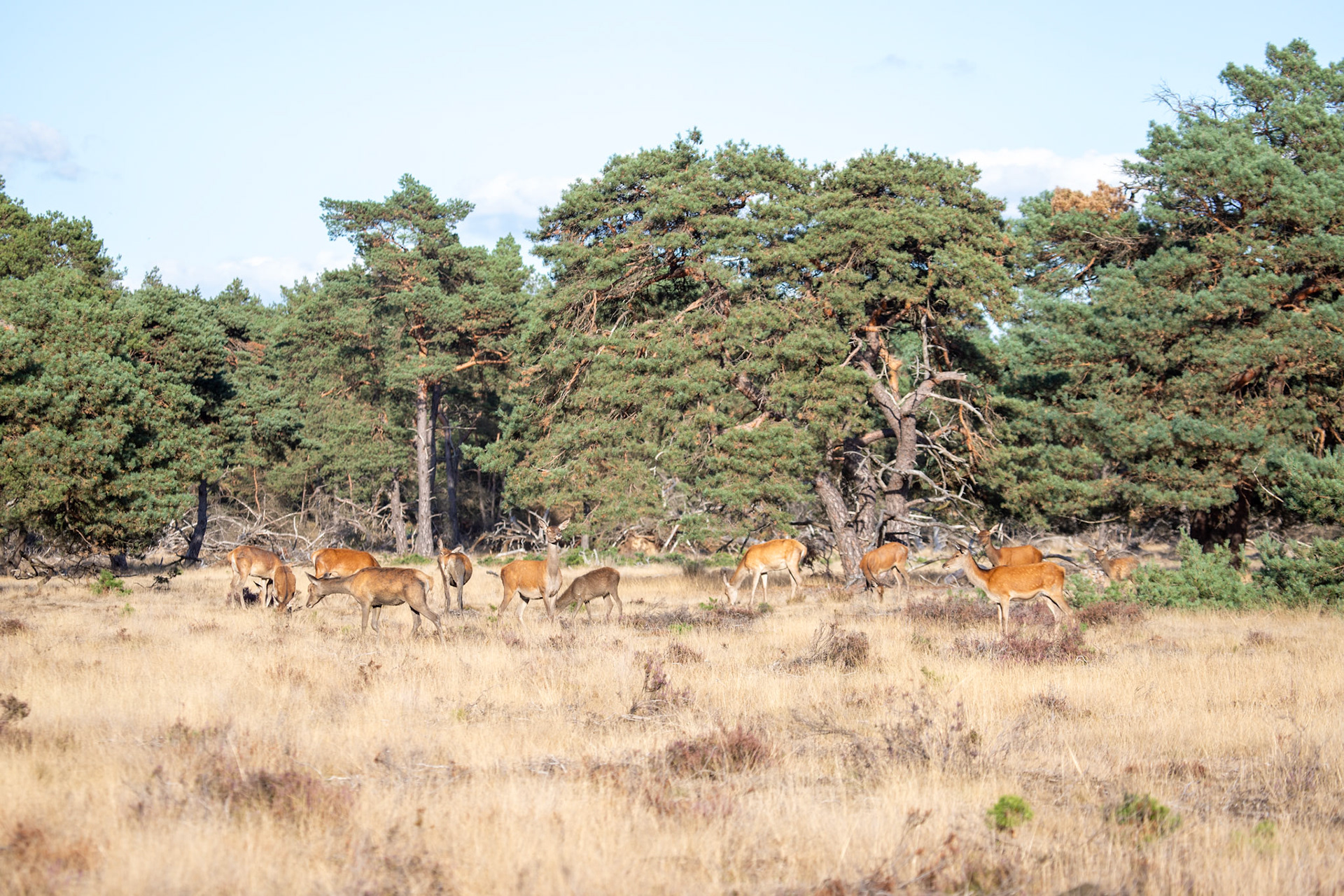 Heathland