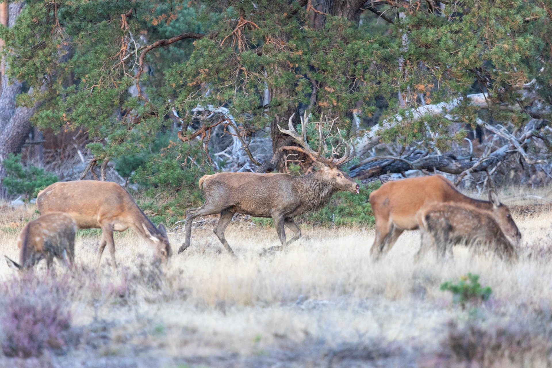 Across heather