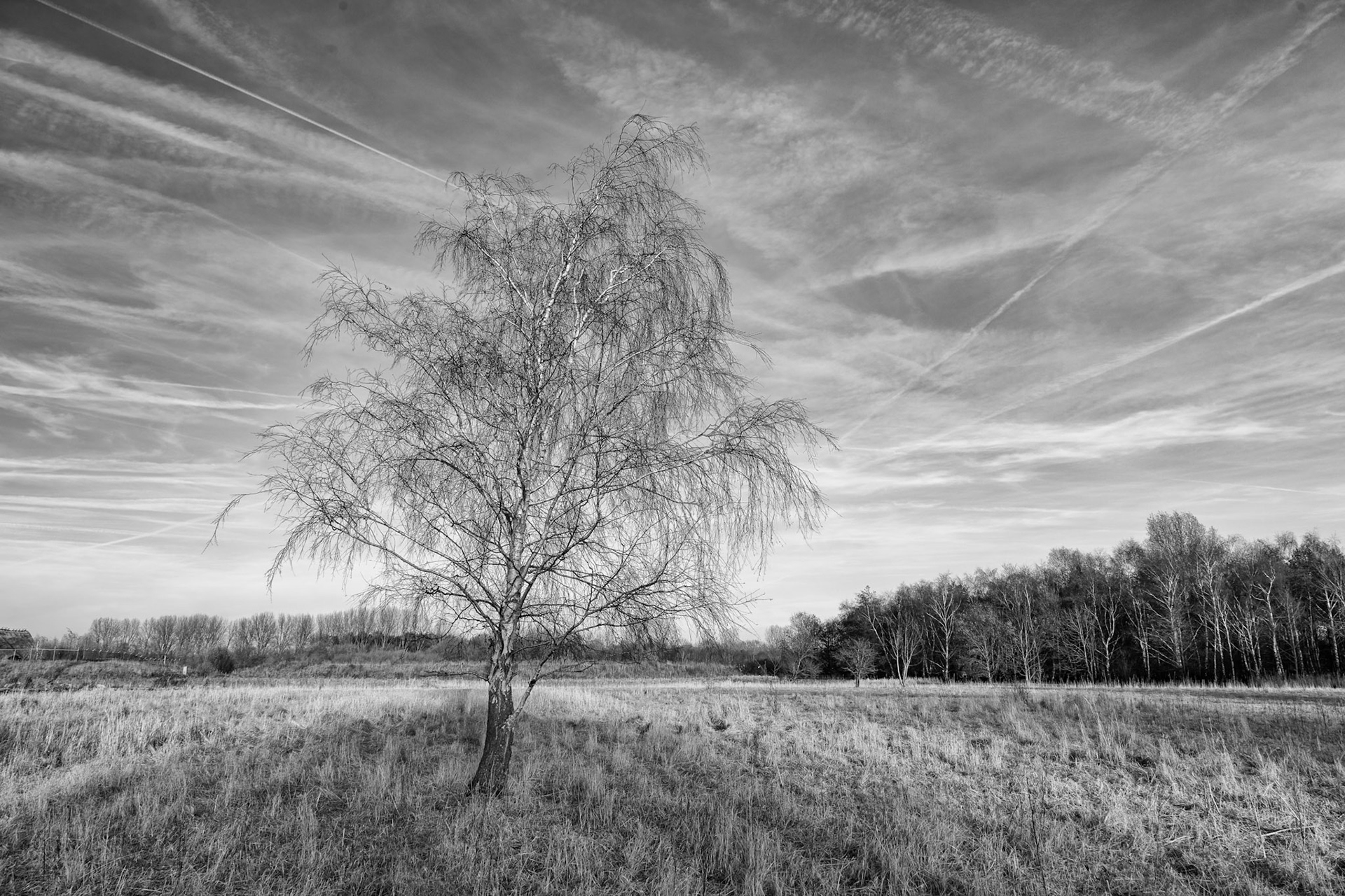 Fine branches