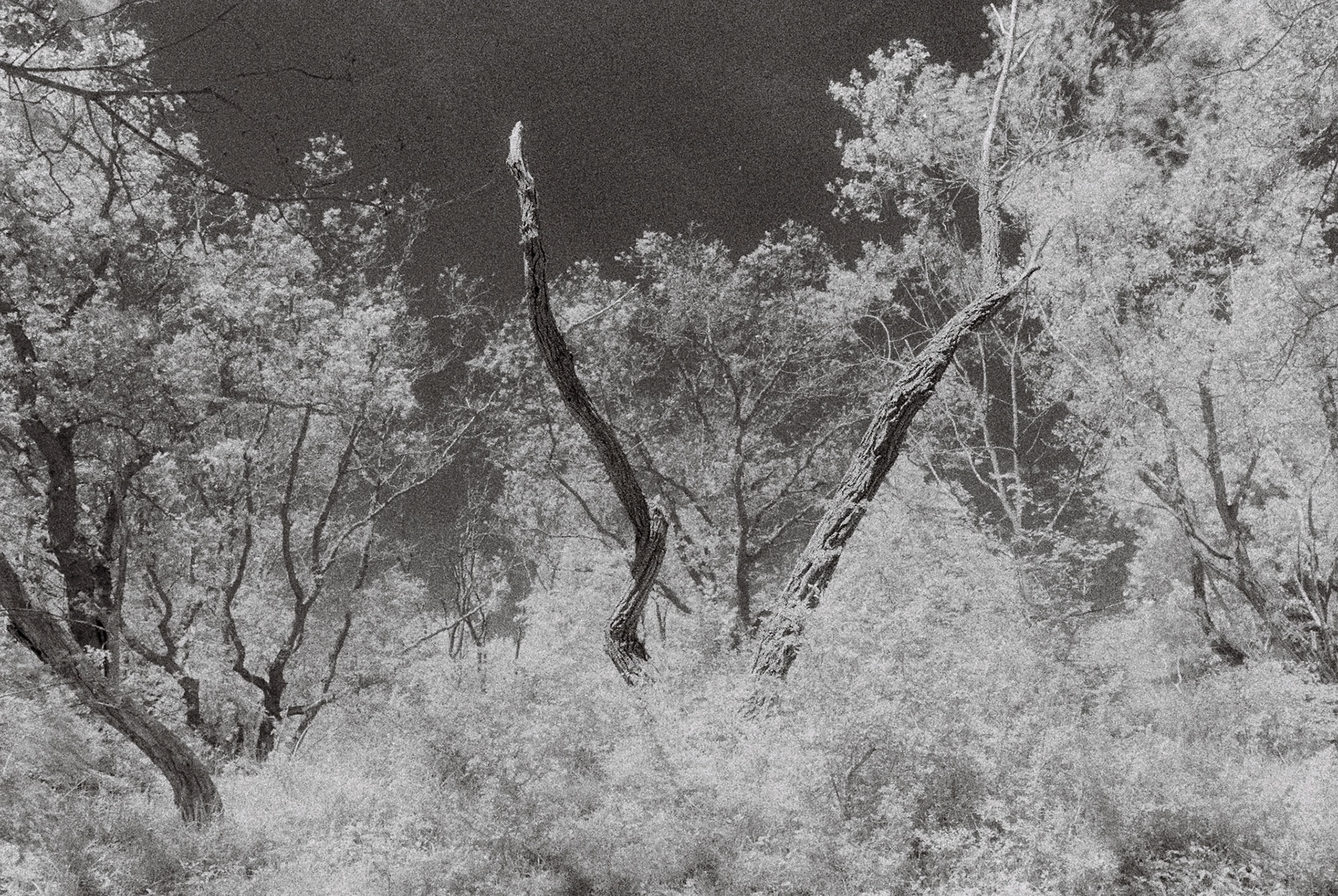 Ilford SFX 200 | Hoya R72 | 2 sec | f/8 | Meijendel
