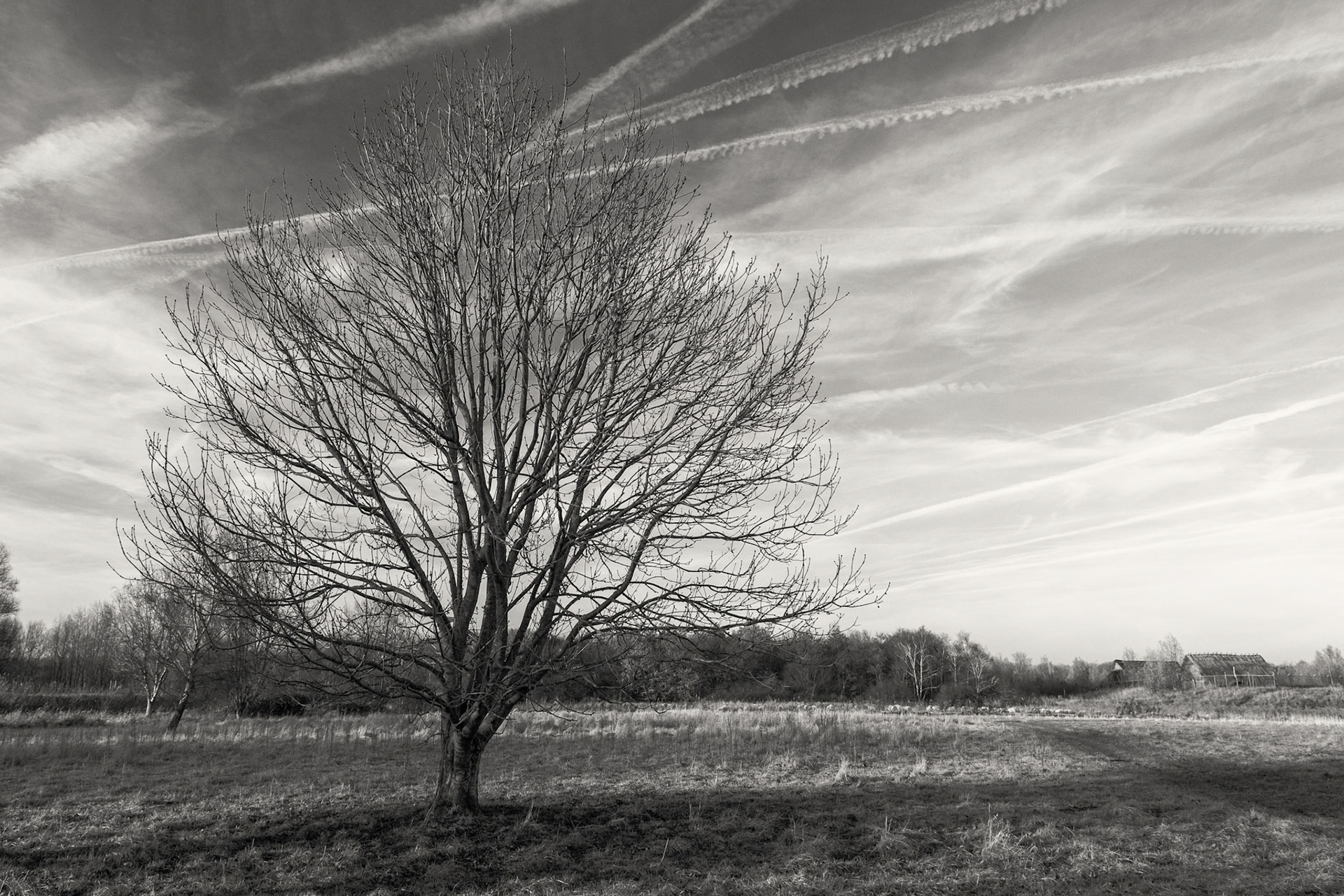 Open field