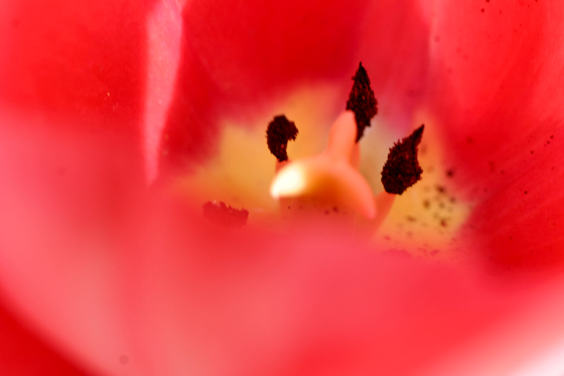 EOS 10D