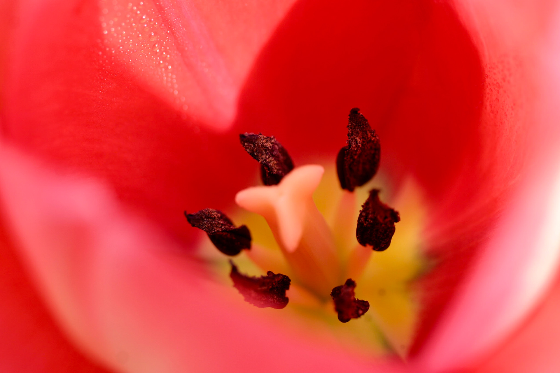 EOS 10D