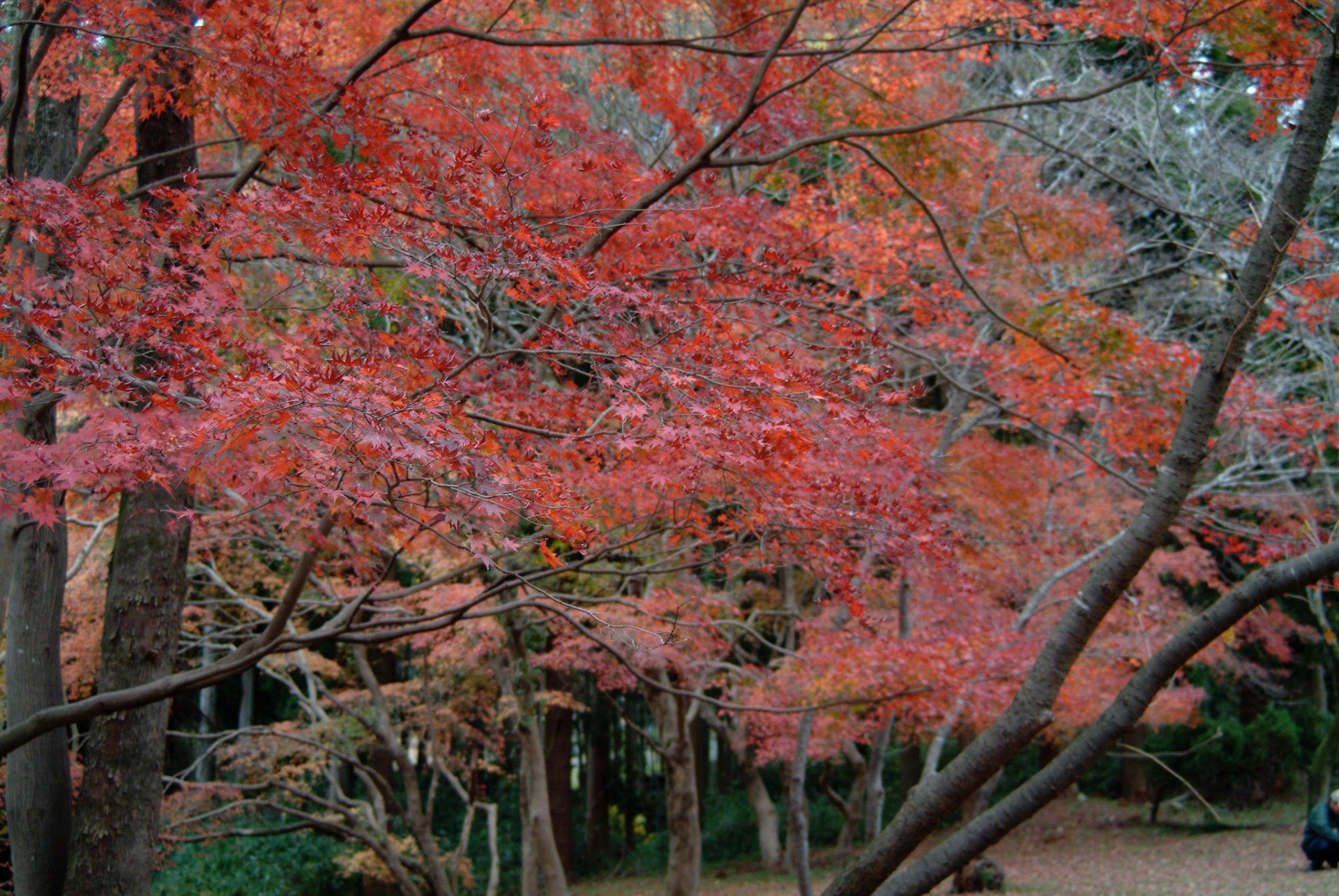 FinePix S2 Pro
