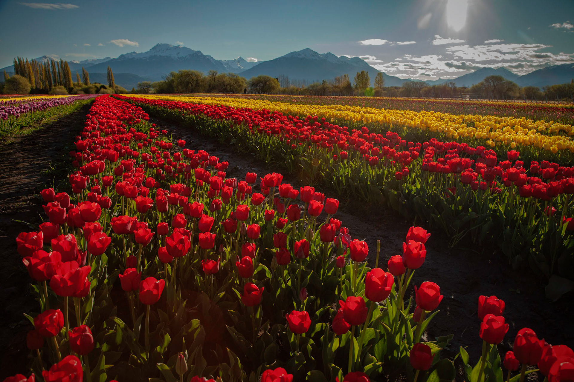 Tulipanes de Trevelin, Chubut, Argentina