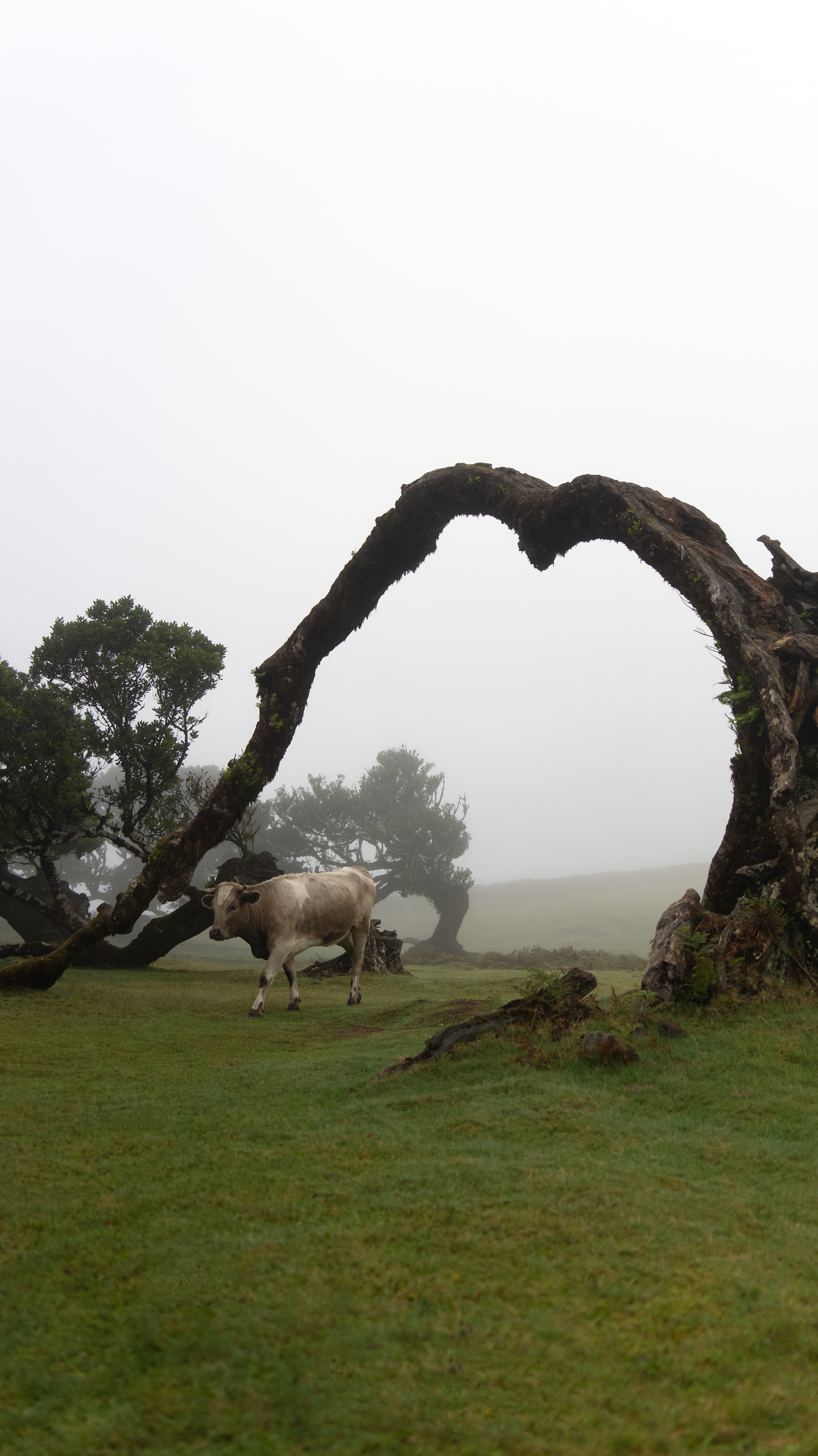 Posto Florestal Fanal