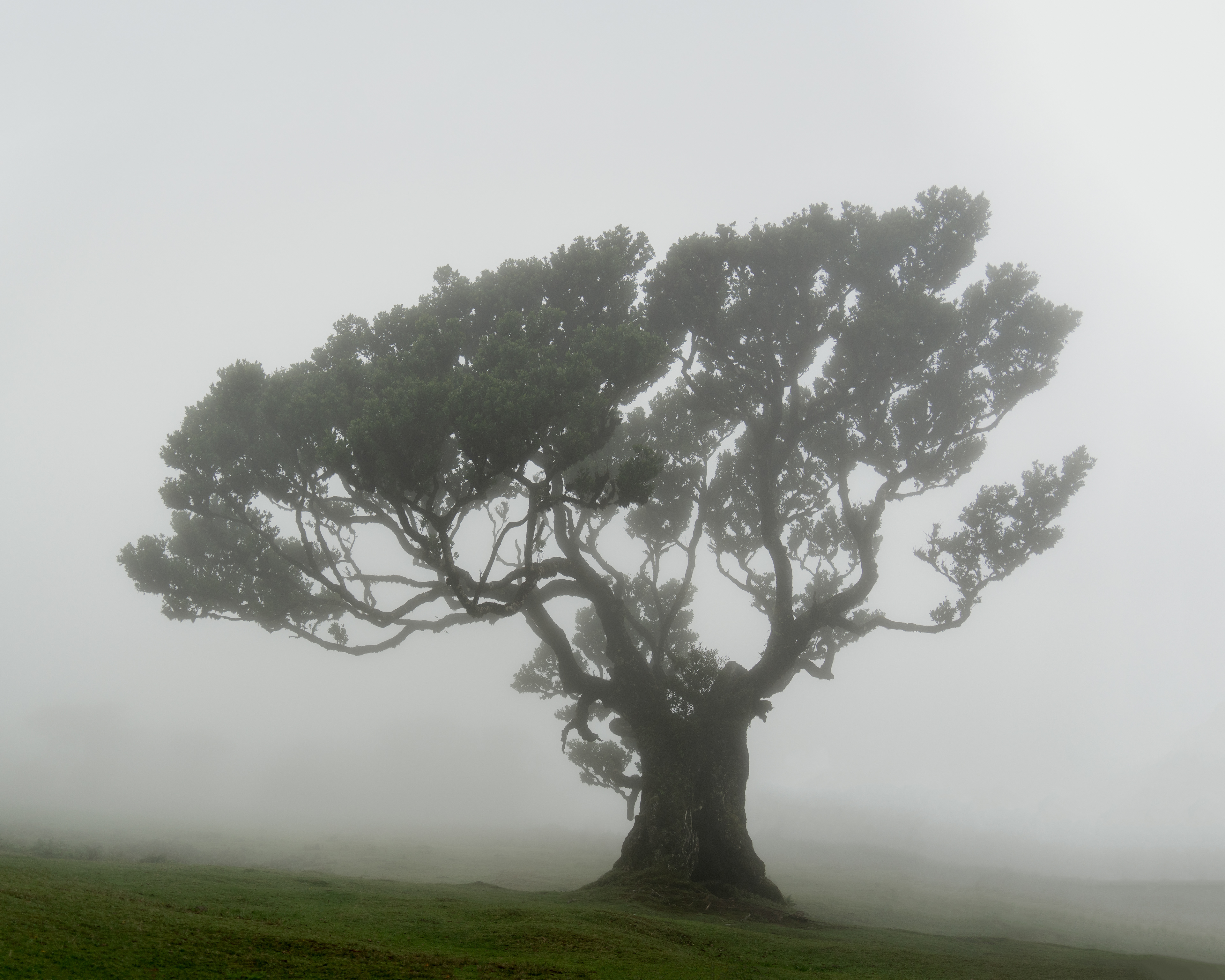 Posto Florestal Fanal