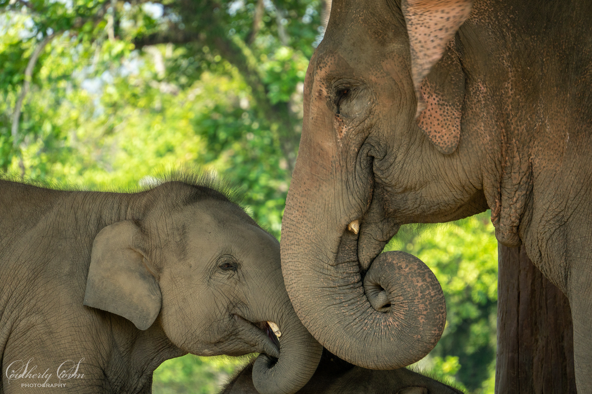 Mother and baby elephant