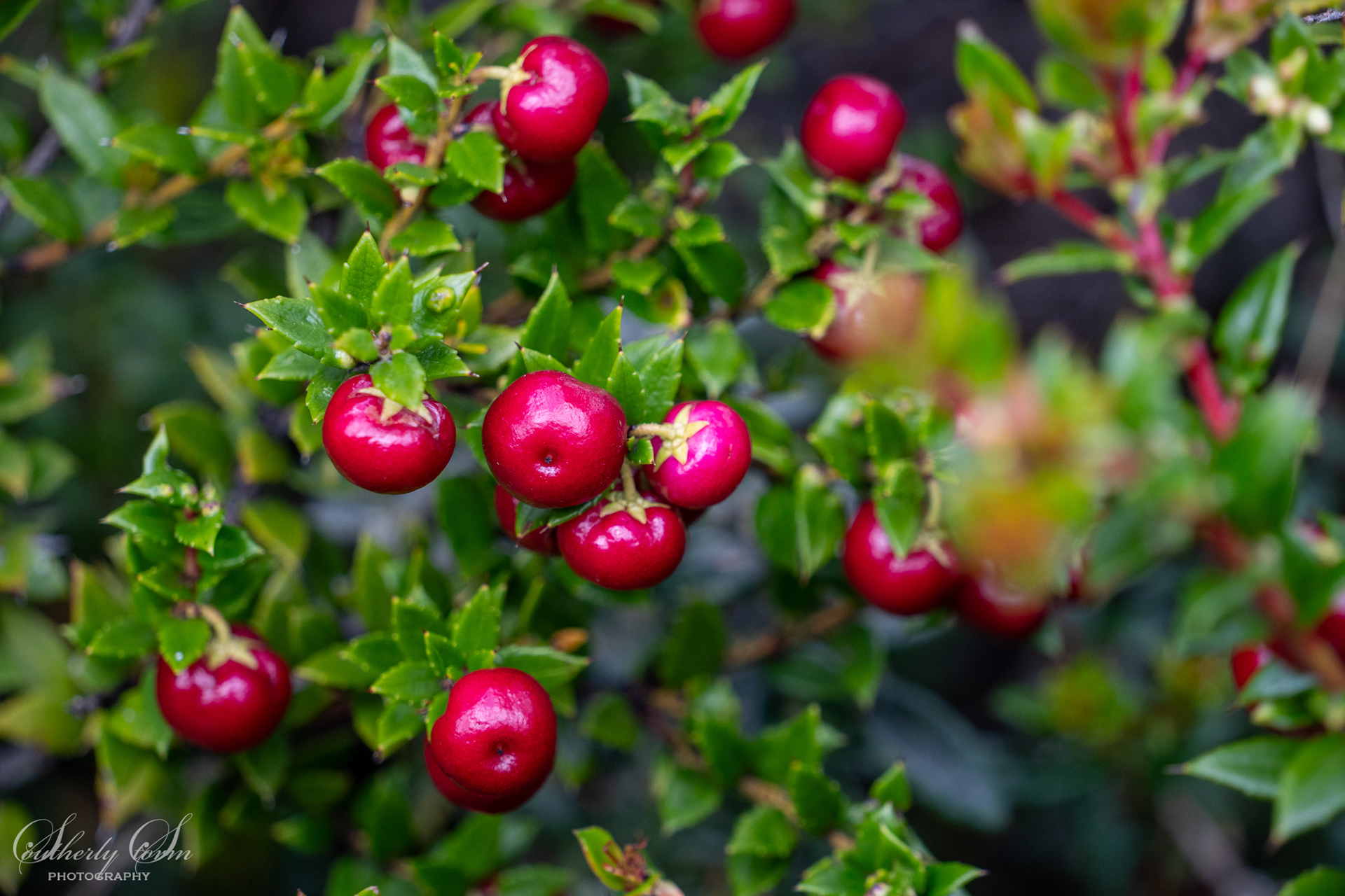 South american snowberries