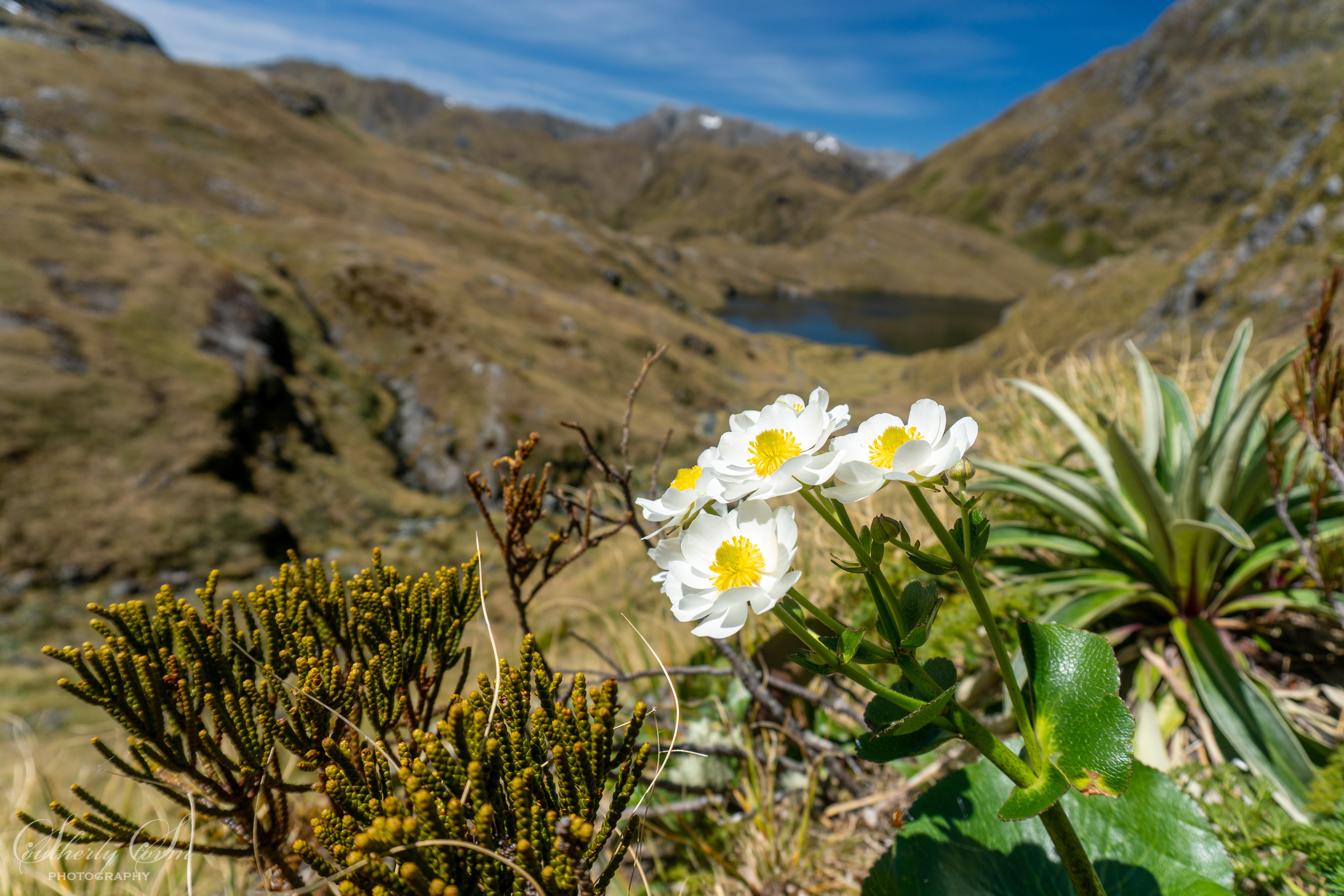 View of Mt Cook Lillies