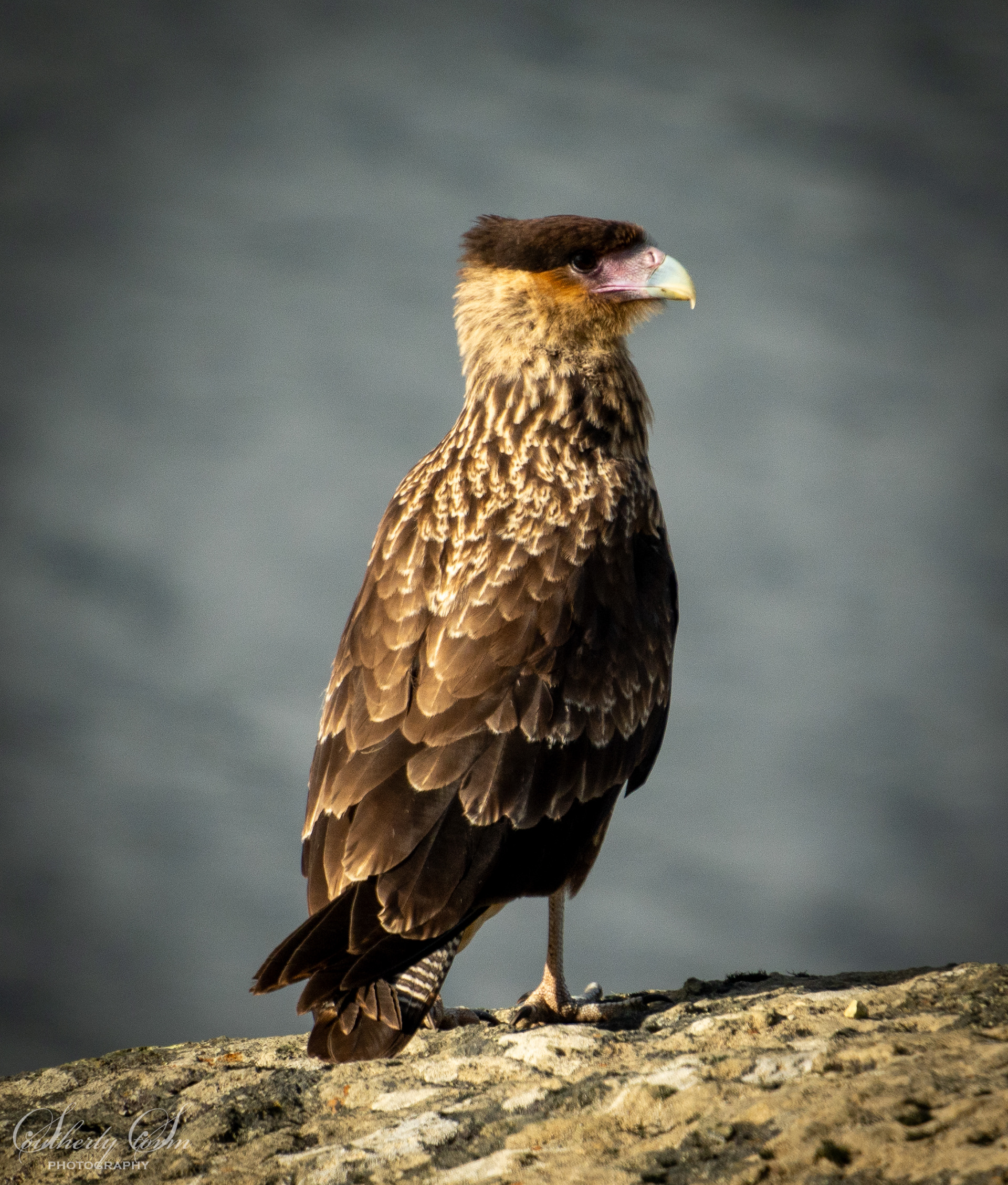 Crested Caracara